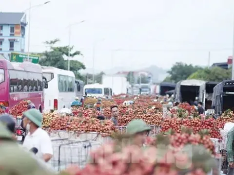 Đi chợ vải thiều Bắc Giang