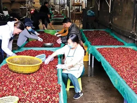 Lý do giá cà phê lao dốc