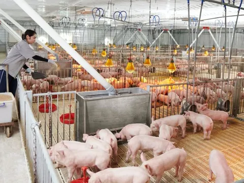 Dabaco "rót" 190 tỷ đồng thành lập công ty con