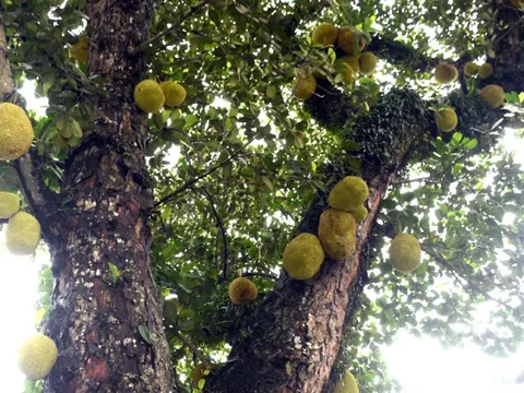 Cụ mít "độc nhất vô nhị" hơn 400 năm tuổi: Vì sao loài cây quen thuộc này có thể sống thọ đến vậy?