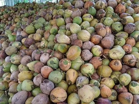 Vì sao Việt Nam ồ ạt nhập khẩu dừa?