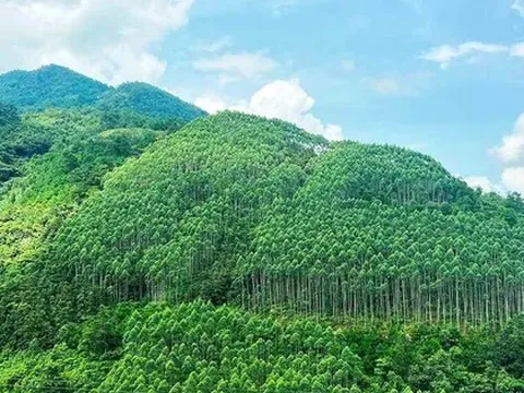 'Ông trùm' Amazon muốn mua tín chỉ carbon rừng Việt Nam