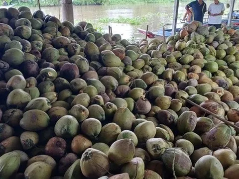 Sốc với đà tăng của giá dừa trong nước