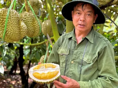 Sầu riêng sượng nước, nông dân bất lực nhìn giá rớt thảm