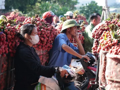 Sáng mùng 1 âm lịch, người dân Bắc Giang bàng hoàng vì giá vải bỗng dưng giảm mạnh, chỉ còn 3.000 đồng/kg