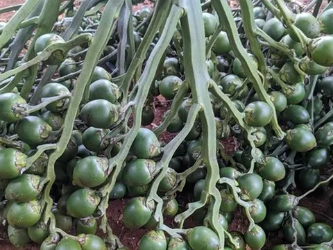 Việt Nam nhập khẩu cau tăng 1.303%