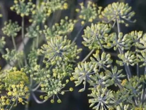 Loại hoa nghìn tỷ của Việt Nam được Ấn Độ có bao nhiêu mua bấy nhiêu: Thu gần 29 triệu USD kể từ đầu năm, nước ta cùng Trung Quốc thống trị nguồn cung toàn cầu