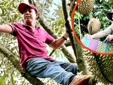 Nghề kiếm chục triệu mỗi ngày từ cây sầu riêng