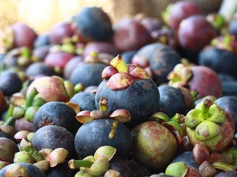 Sau sầu riêng, thêm một loại trái cây của Thái Lan gặp hạn: Giá thấp nhất trong 10 năm, Việt Nam cũng đang xuất khẩu rất nhiều