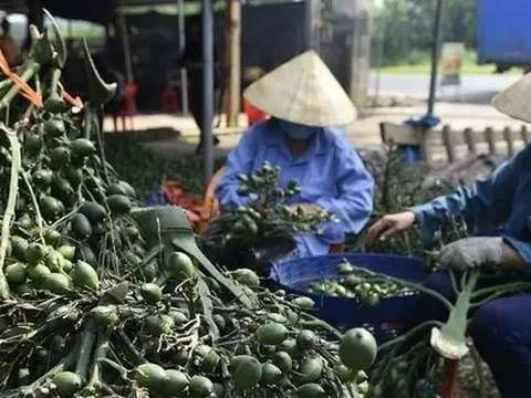 Việt Nam nhập khẩu rất nhiều cau Trung Quốc làm gì?