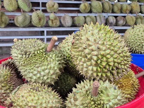 Sầu riêng rớt giá vì lý do bất ngờ