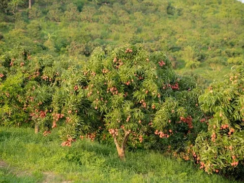 Hơn 100.000 tấn đặc sản "tốt nhất từ trước đến nay" oanh tạc thị trường, Mỹ, Nhật, TQ xếp hàng chờ mua