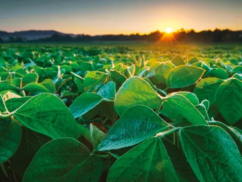 Loạt DN nông nghiệp Việt Nam dồn dập ký hợp đồng tỷ USD với Mỹ