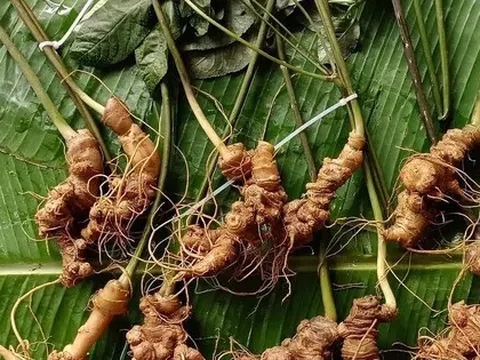 Sâm Lai Châu – 'Báu vật' giữa đại ngàn và giấc mơ thương hiệu quốc gia