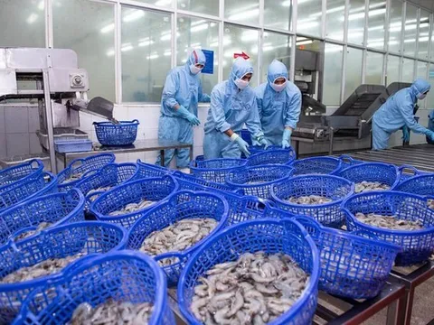 Sản lượng tôm tăng vọt, doanh số Sao Ta đạt hơn 135 triệu USD trong nửa đầu năm