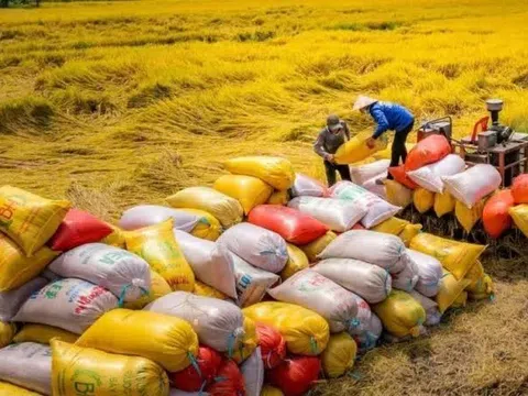 6 tháng đầu năm, Việt Nam xuất khẩu gần 5 triệu tấn gạo