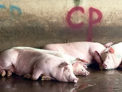 Bộ Công an làm rõ động cơ phát tán hình ảnh tố C.P. Việt Nam bán thịt heo bệnh