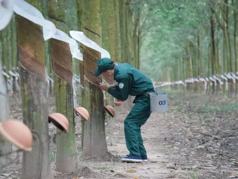 TRC dự kiến bán toàn bộ 875.000 cổ phiếu quỹ, chi 75 tỷ đồng trả cổ tức