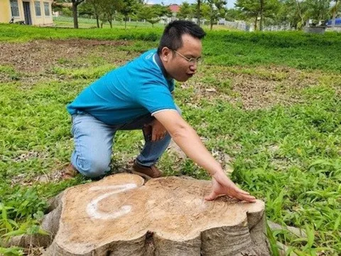 Tạm dừng bổ nhiệm nguyên chủ tịch xã vì chặt cây xanh ở khuôn viên trụ sở đem bán