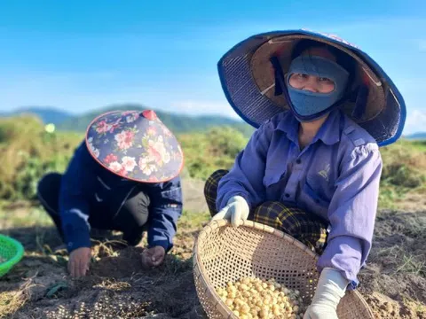 Hành tăm 'được mùa - mất giá', đầu ra ế ẩm khiến người dân như ngồi trên lửa