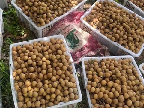 Không phải sầu riêng, một loại quả đang khiến nông dân Thái Lan rơi vào cảnh ‘sầu’: Sản lượng tăng nóng khiến giá giảm mạnh, Chính phủ vừa chi 1 tỷ baht để giải cứu