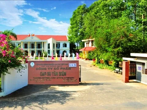 Lợi nhuận tăng vọt, Cao su Tân Biên sắp chi 176 tỷ đồng trả cổ tức