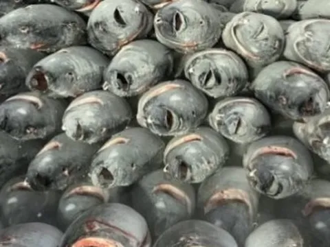 ‘Siêu thực phẩm’ của Việt Nam được đối thủ Thái Lan mạnh tay săn lùng: Xuất khẩu tăng trưởng 3 chữ số, Mỹ là khách ruột nhiều năm liên tiếp