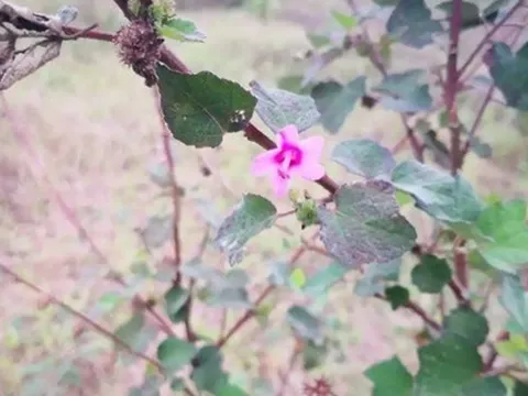 Loài cây "đáng ghét" trong mắt nông dân, nay nửa triệu/1 kg