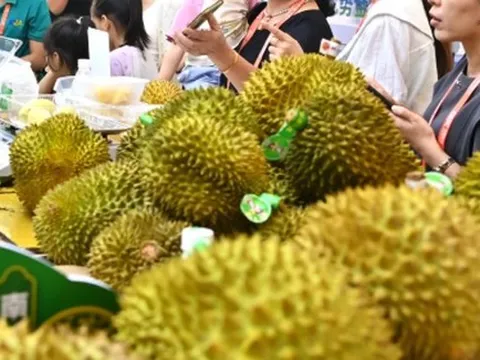 Tin vui cho sầu riêng Đông Nam Á: Nhu cầu sầu riêng của Trung Quốc bùng nổ trở lại, một nhà cung cấp thị phần tăng gấp 10 lần kể từ đầu năm