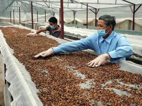 Vừa phá kỷ lục, một mặt hàng tỷ USD của VN chinh phục hơn 80 nước đang “gặp khó”: Thủ tướng chỉ đạo gì?