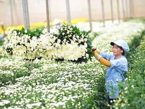 Lá tre bỗng dưng đắt khách, loài hoa dân dã trở thành 'ngôi sao'