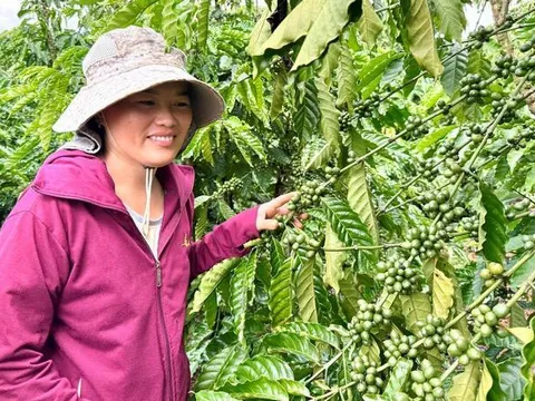 Cà phê tăng giá như vàng, nông dân gom tiền mở rộng canh tác