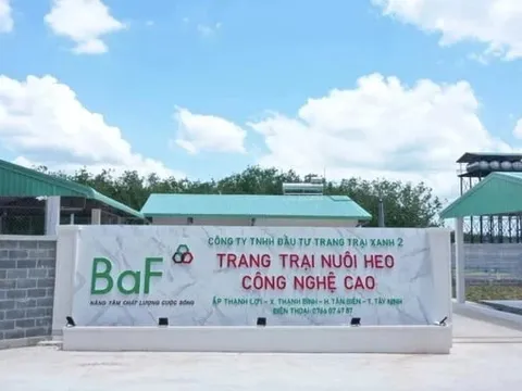 Doanh nghiệp chăn nuôi lãi 'khủng' bất chấp dịch tả lợn châu Phi