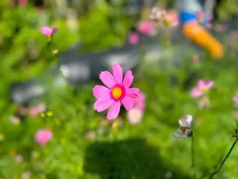 Thị trường sàn la liệt, cổ phiếu DN phân phối ô tô lớn nhất nước "ngược dòng" bứt phá