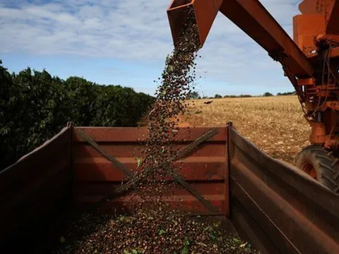 Không thể trồng trong nước, Mỹ có thể miễn thuế nhập khẩu với một loạt nông sản quan trọng, Việt Nam xuất khẩu sang hàng chục nghìn tấn từ đầu năm