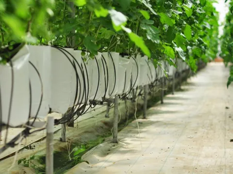 Tỉnh này đã làm gì mà loại quả quen thuộc với người Việt tăng gấp 3 năng suất, "đẻ vàng" quanh năm?