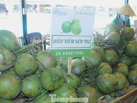 Hậu sáp nhập 3 tỉnh, doanh thu dừa tươi dồn về 1 mối lớn nhất nước