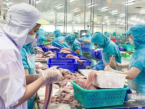 Lợi nhuận IDI khởi sắc nhờ doanh thu cá tra tăng vọt