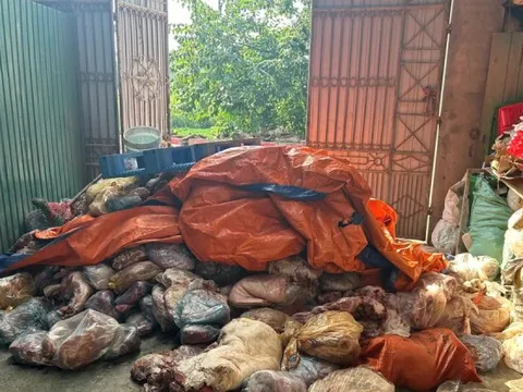 Công an Phú Thọ thu giữ hàng tấn thịt lợn bốc mùi, chủ cơ sở khai định làm lạp xưởng
