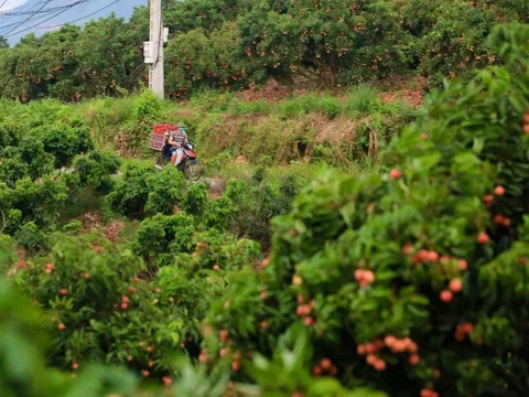 Mặt hàng xuất khẩu tăng gấp 3 lần: Ai đã âm thầm gom loại đặc sản ngon "cực phẩm" của Việt Nam?