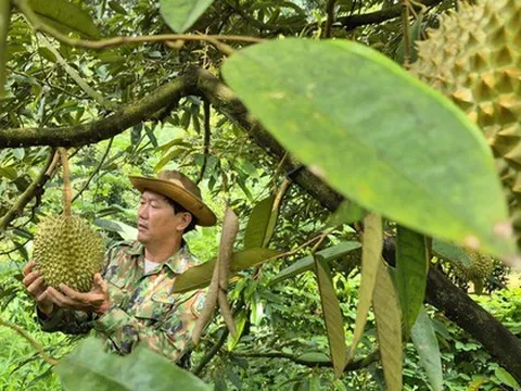 Đưa sầu riêng trở lại thời hoàng kim