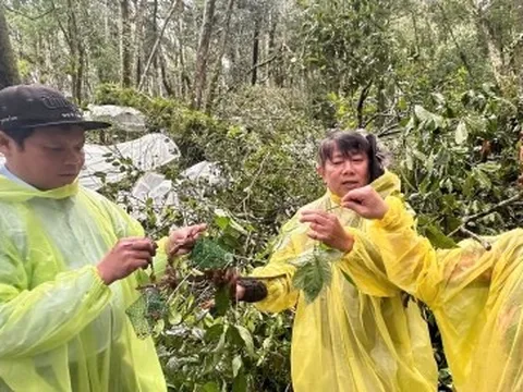 Hơn 26.000 gốc sâm bị hư hại, người dân Quảng Ngãi thiệt hại hàng chục tỷ đồng