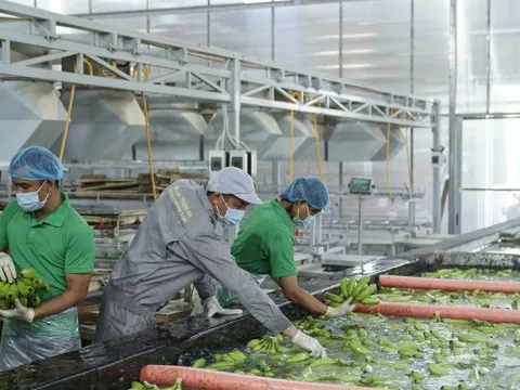 Thoát lỗ gộp, HAGL Agrico vẫn chìm trong 9.600 tỷ đồng lỗ lũy kế