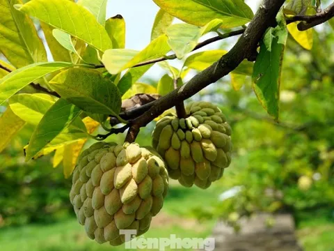 Mất mùa na đặc sản, nông dân Hải Phòng thất thu tiền tỷ