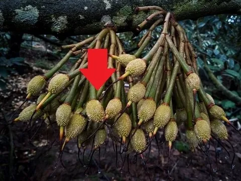 Lần đầu tiên mặt hàng xuất khẩu tỷ USD của Việt Nam có quy trình kiểm soát riêng