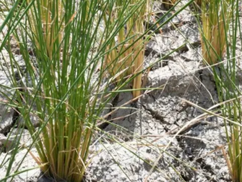 ‘Sóng gió’ đến với nông nghiệp của nền kinh tế lớn thứ 2 châu Á: Giá gạo chưa hết ‘bão’, loạt lương thực quan trọng chuẩn bị tăng giá phi mã vì lý do này