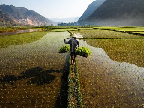 Việt Nam vượt Thái Lan, trở thành nhà xuất khẩu gạo lớn thứ 2 thế giới