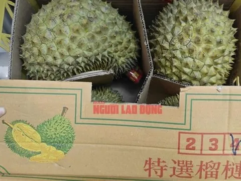 Sầu riêng quay đầu từ Trung Quốc sẽ phải kiểm vàng O trước khi tiêu thụ