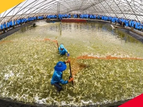 Từng lãi hàng trăm tỷ mỗi năm, "Vua tôm giống" Việt Nam bất ngờ báo lỗ trong 6 tháng đầu năm 2025