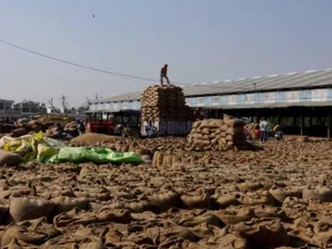 Không phải Thái Lan hay Việt Nam, đây mới là cứu tinh cho ngành gạo Nhật Bản: Xuất khẩu tăng 26 lần bất chấp thuế tăng cao